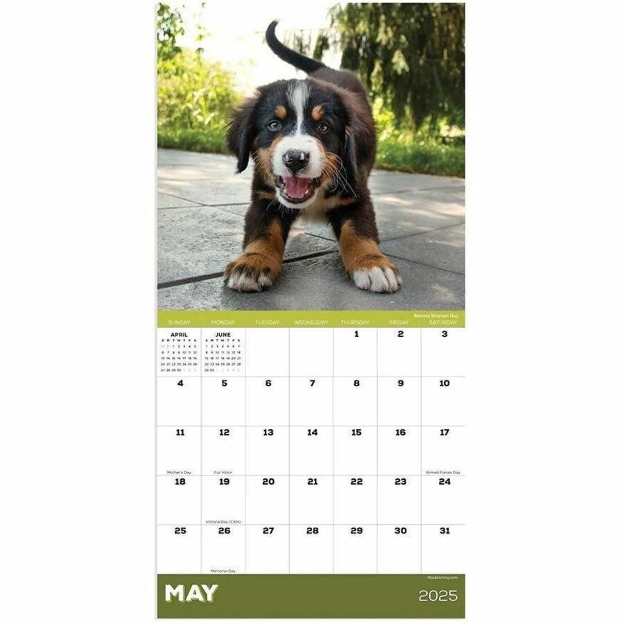 TF Publishing 2025 Puppies Mini Calendar Mini Monthly 12 Month