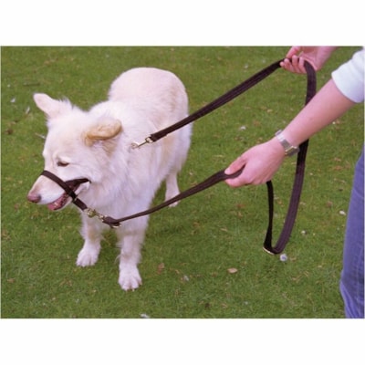 Burgham Company of Animals Halti Training Lead-Lge  