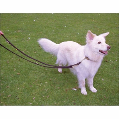Burgham Company of Animals Halti Training Lead-Lge  