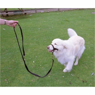 Burgham Company of Animals Halti Training Lead-Lge  