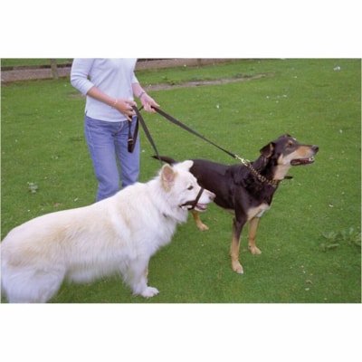 Burgham Company of Animals Halti Training Lead-Lge  