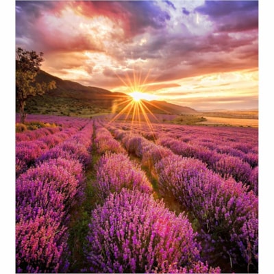 Samsung IF015H Digital Signage Display - LCD - High Dynamic Range (HDR) - Direct View LED - 800 cd/m² L PITCH 