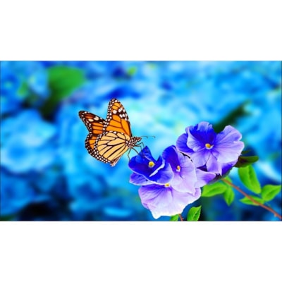 NEC Display 55" Ultra-Narrow Bezel Professional-Grade Display - 55" (1397 mm) LCD - 1920 x 1080 - Direct LED - 500 cd/m² - 1080p - HDMI - USB - DVI - SerialEthernet KMNTR 
