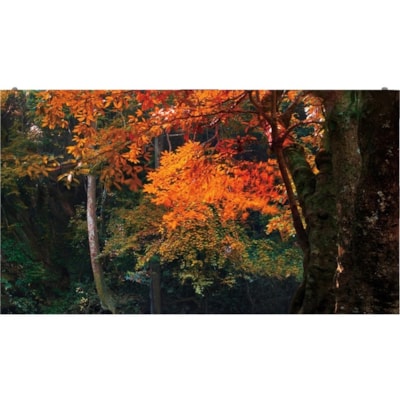 LG LAS018DB7-F Digital Signage Display - LCD - 320 x 180 - LED - 600 cd/m² 9MNTR 