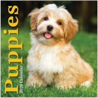 TF Publishing 2026 Puppies Mini Calendar - Mini - Monthly - 12 Month - January 2026 to December 2026 - 7" (177.80 mm) x 7" (177.80 mm) Sheet Size - Wall Mount - Multi - Paper - Monthly Grid, Bonus Month, Printed, Plastic-free